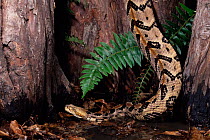 Canebrake rattlesnake {Crotalus horridus atricaudatus} captive, occurrs USA.