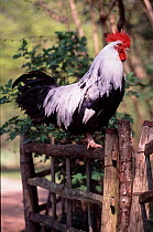 Cockerel perched on fence - rare breed, five toed silver Dorking