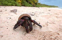 Coconut / Robber crab on beach {Birgus latro} Henderson Island, Pitcairn Islands, Pacific