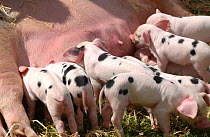 Tamworth piglets suckling {Sus scrofa domestica}