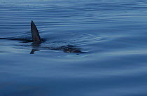 Dorsal fin of Basking shark at surface {Cetorhinus maximus} UK.