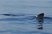 Dorsal fin of Basking shark feeding at surface {Cetorhinus maximus} UK.