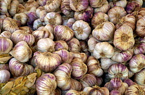 Garlic bulbs {Allium sativum} France.