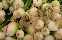 Sping onion bulbs {Allium sp} France.