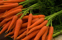 Bunches of Carrots {Daucus carota} France.