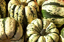 Pumpkins {Cucurbita maxima} France.