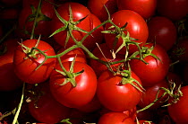 Tomatoes {Lycopersicon esculentum} France.