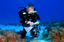 Diver surveying coral reef, Bounty Bay, Pitcairn Island, South Pacific