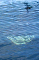 Open mouth and dorsal fin of Basking shark seen from surface {Cetorhinus maximus} UK.