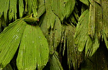Cobalt winged parakeet {Brotogeris cyanoptera} camouflaged in rainforest,