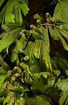 Flock of Cobalt winged parakeets {Brotogeris cyanoptera} rainforest, Ecuador.