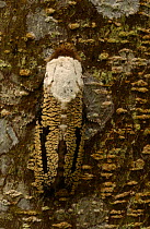 Owlet / Cutworm moth {Noctuidae} Yasuni NP, Amazonia, Ecuador.