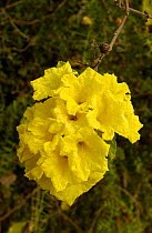Muyuyo / Yellow cordia flower {Cordia lutea} Santa Cruz Is, Galapagos.