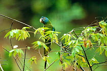 Blue headed macaw {Primolius couloni} Urubamba river, Amazonia, Peru.