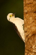 White woodpecker {Melanerpes candidus} Cerrado, Piaui state, Brazil.