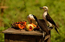 White woodpeckers feed at bird table {Melanerpes candidus} Cerrado, Piaui, Brazil