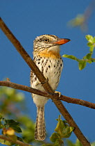 Spot-backed puffbird {Nystalus maculatus} Caatinga, Brazil.