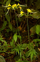 Amaryllis lily {Eucrosia dodsonii} Mindo cloud forest, Ecuador.