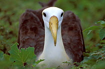 Waved albatross {Diomedea / Phoebastria irrorata} Hood Is, Galapagos.