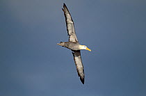 Waved albatross flying {Diomedea / Phoebastria irrorata} Hood Is, Galapagos.