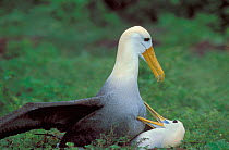 Waved albatross mating {Diomedea / Phoebastria irrorata} Hood Is, Galapagos.