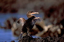 Flightless cormorant {Nannopterum harrisi} Fernandina Is, Galapagos.