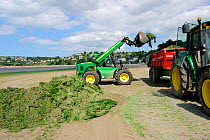 Harvesting Green lettuce algae from beach to use as agricultural fertiliser, France. Growth of algae cause by  nitrate pollution in rivers from farming practices.