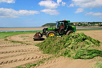 Harvesting Green lettuce algae from beach to use as agricultural fertiliser, France