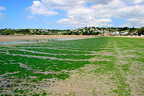 Green lettuce algae on beach caused by nitrate pollution of rivers, France