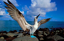 Blue footed booby displaying {Sula nebouxii} Galapagos.