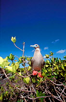 Red footed booby in mangrove {Sula sula} Genovesa Is, Galapagos.