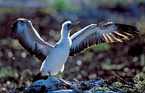 Masked booby chick stretching wings {Sula dactylatra melanops} Galapapos.