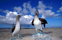 Blue footed boobies mating display {Sula nebouxii} Galapagos.