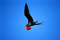 Male Great frigate bird in flight, vocal sac visible {Fregata minor} Galapagos.