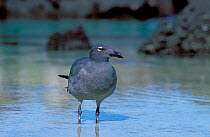 Dusky gull {Leucophaeus fuliginosus} Tower Is, Galapagos