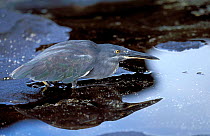 Lava heron fishing {Butorides sundevalli} Galapagos
