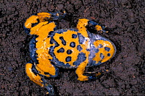 Yellow bellied toad defensive behaviour {Bombina variegata} France sequence 7/7
