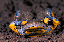 Yellow bellied toad defensive behaviour {Bombina variegata} France sequence 5/7