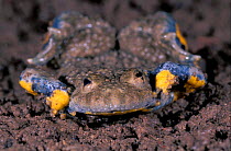 Yellow bellied toad defensive behaviour {Bombina variegata} France sequence 3/7