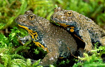 Pair of Yellow bellied toads {Bombina variegata} France