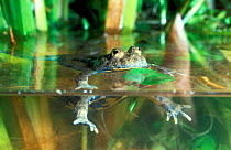 Yellow bellied toad swimming {Bombina variegata} France