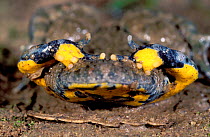 Yellow bellied toad defensive behaviour {Bombina variegata} France