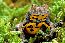Yellow bellied toad {Bombina variegata} France