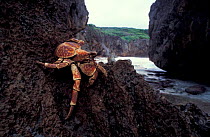 Robber crab on rock {Birgus latro} Christmas Island, Indian ocean