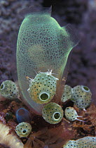 Tunicate {Rhopalea sp} with atriolum tunicates {Atriolum robustum} Indo Pacific