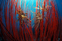 Whip coral {Ellisella sp} with feather stars, Indo Pacific