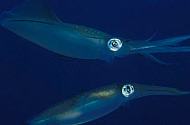 Mating pair of Big fin reef squids {Sepioteuthis lessoniana} Indo Pacific