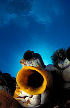 Close up of Tunicate {Polycarpa aurata} Indo Pacific