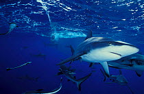 Grey reef sharks {Carcharhinus amblyrhynchos} Great Barrier Reef, Australia.