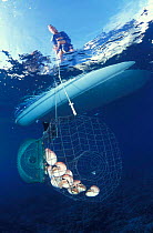 Marine biologist collects Nautilus in trap from 300m depth, Osprey Reef Coral Sea,